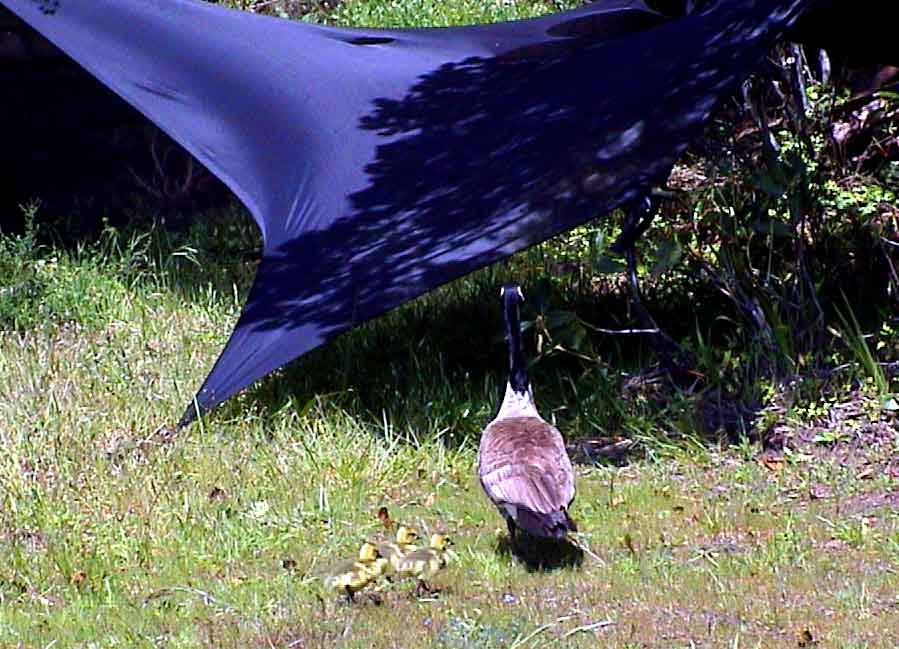 Goose and Goslings #2