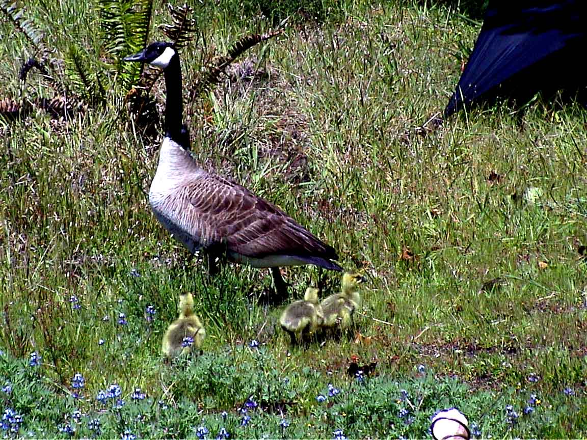 Goose and Goslings #3