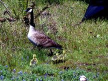 Goose and Goslings #3