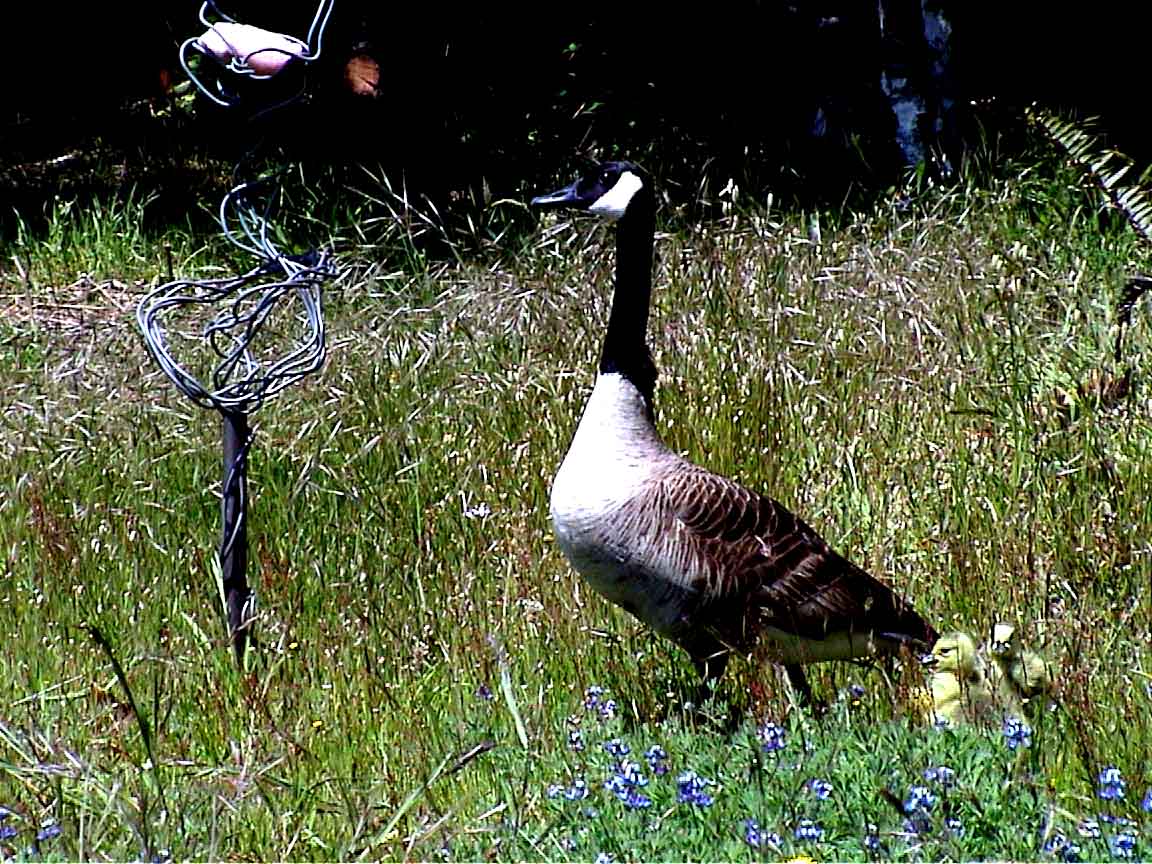 Goose with Catcher-in-the-Rye sculpture #4