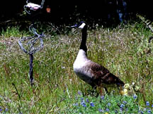 Goose and goslings  visit Catcher-in-the-Rye sculpture