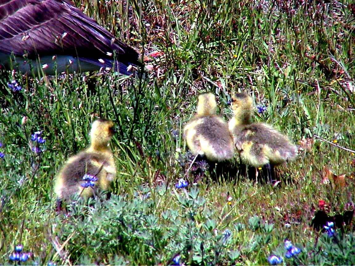 Goslings #5