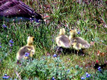 Goslings