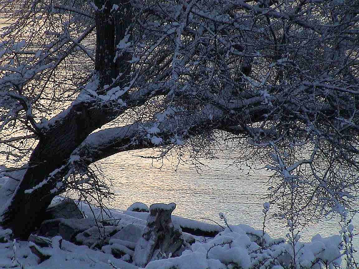 Vashon Island Ice Storm - Photo #3