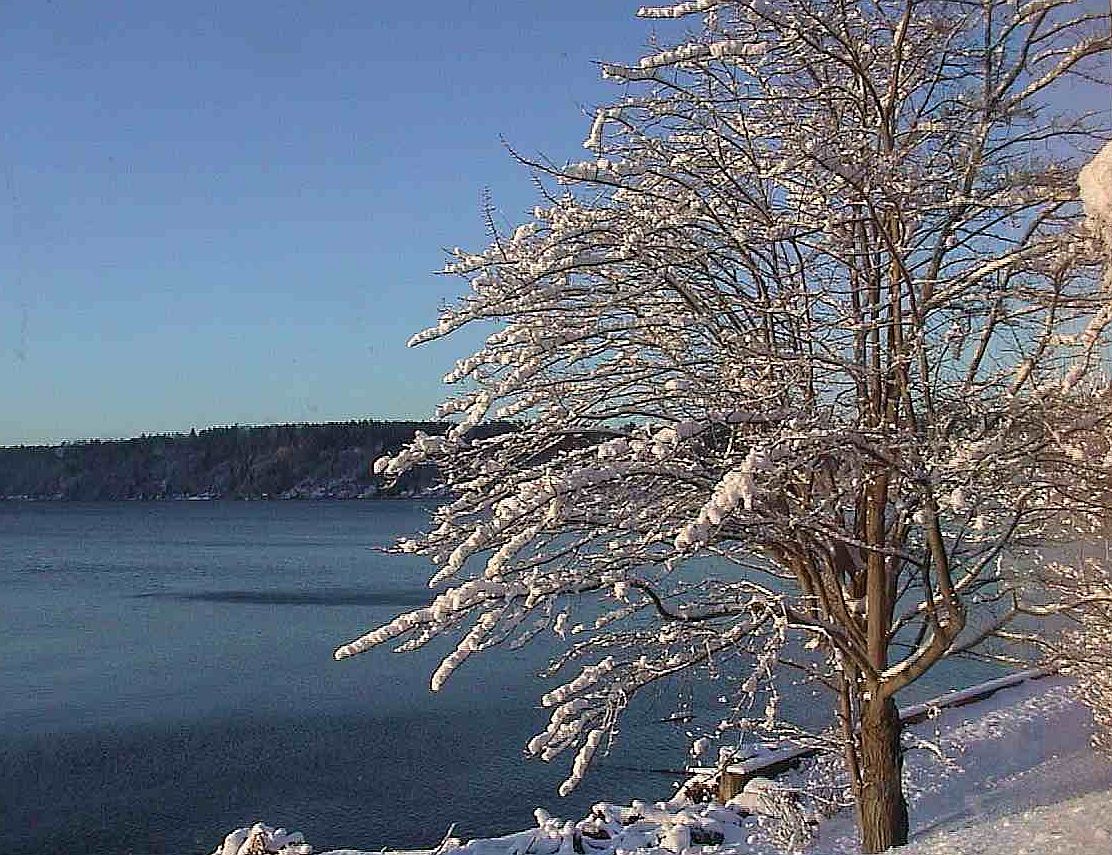 Vashon Island Ice Storm - Photo #5