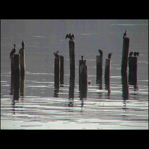 Bird Sentries #2, Indian Point