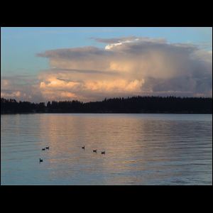 Ducks in Rest, Indian Point