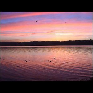 Ducks in Red, Indian Point